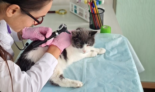 Bod op onderneming bepaalt waarde bij inbreng